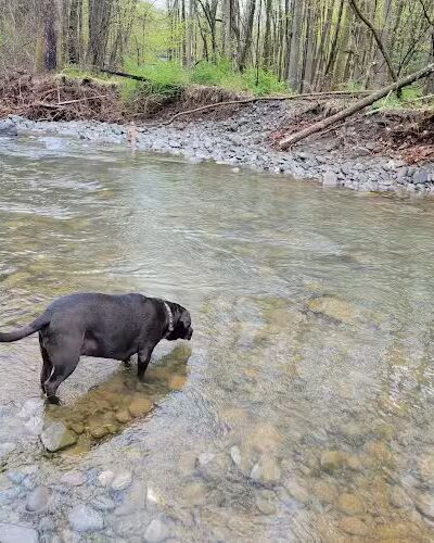 Woodstock Dog Park - Woodstock, NY