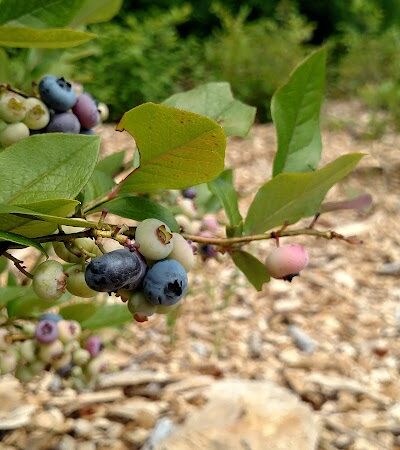 East End Park - Woodstock, VT