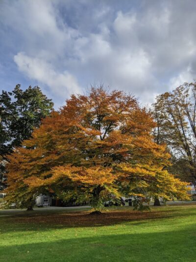 Faulkner Park - Woodstock, VT