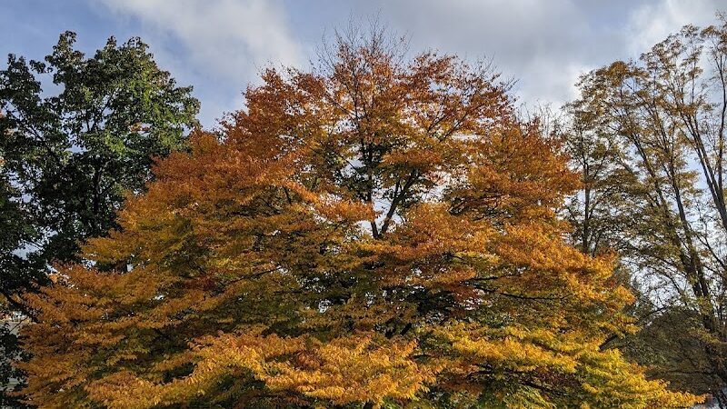 Faulkner Park - Woodstock, VT