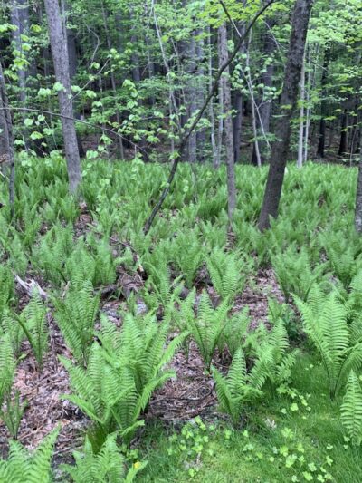 Faulkner Park - Woodstock, VT