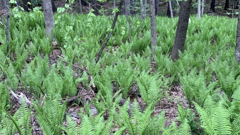 Faulkner Park - Woodstock, VT