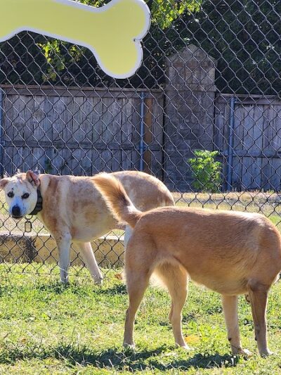 Woof Way Dog Park - Woodway, TX