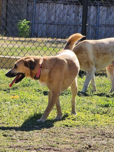 Woof Way Dog Park - Woodway, TX