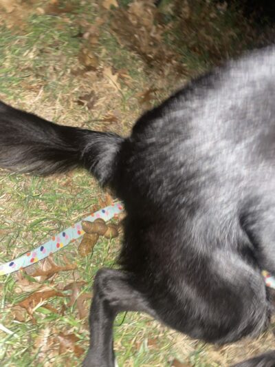 Woof Way Dog Park - Woodway, TX