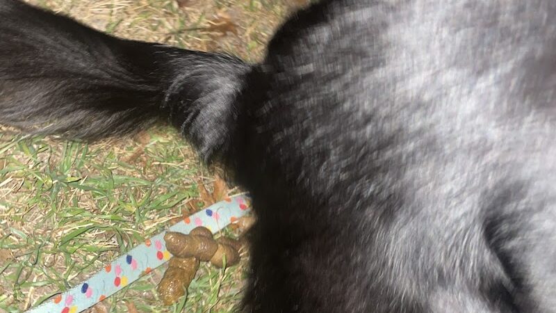 Woof Way Dog Park - Woodway, TX