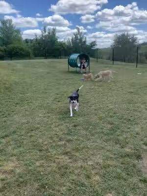 Dog Park at River’s Edge - Woonsocket, RI
