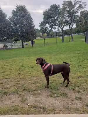 Vernon Hill Dog Park - Worcester, MA