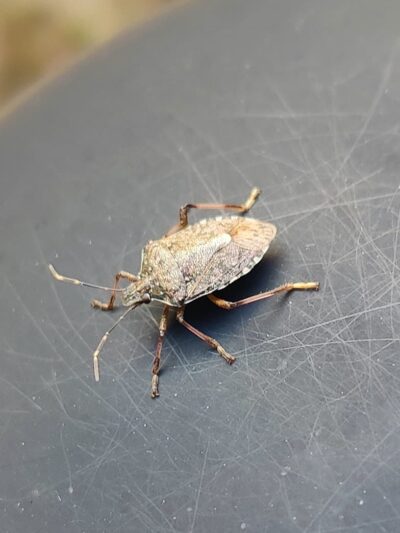 Green Acres Park - Wrightstown, NJ