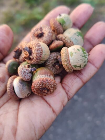 Green Acres Park - Wrightstown, NJ