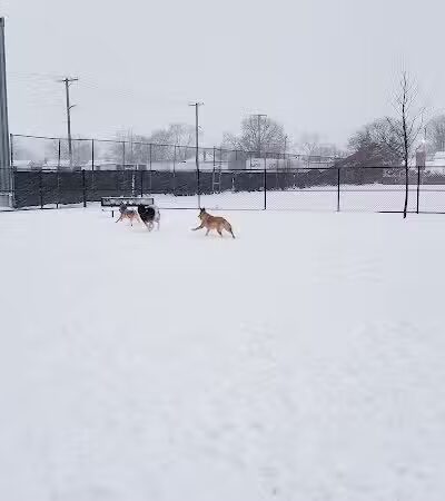 Wyandotte Dog Park - Wyandotte,