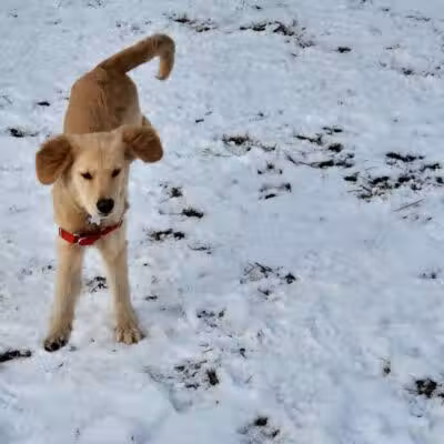Wyandotte Dog Park - Wyandotte,