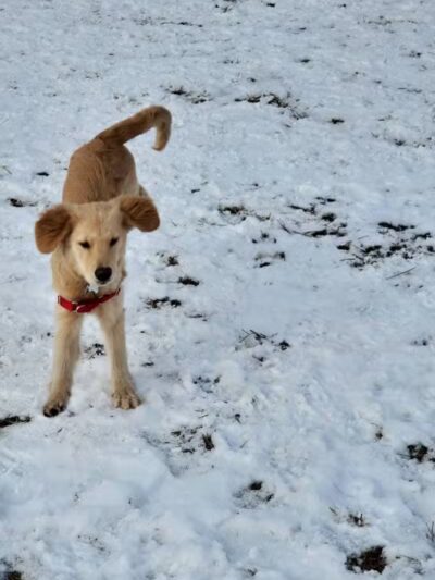 Wyandotte Dog Park - Wyandotte,