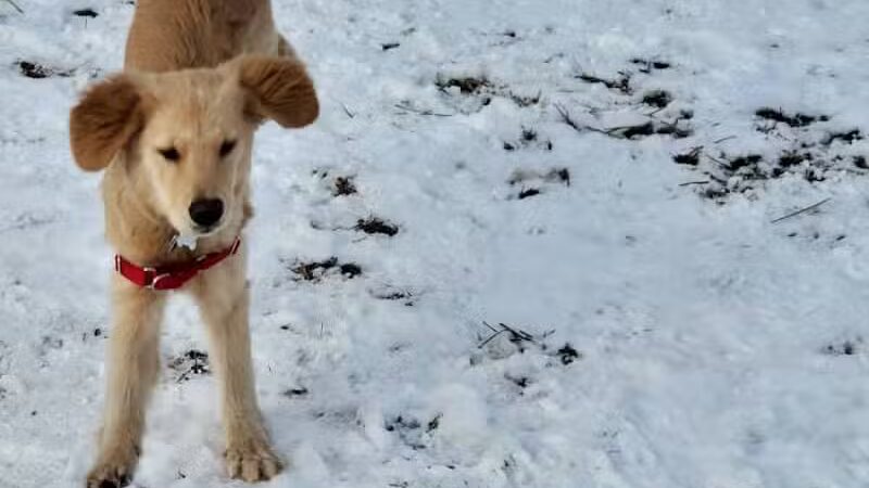 Wyandotte Dog Park - Wyandotte,