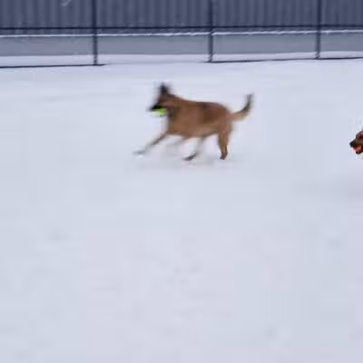 Wyandotte Dog Park - Wyandotte,
