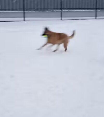 Wyandotte Dog Park - Wyandotte,