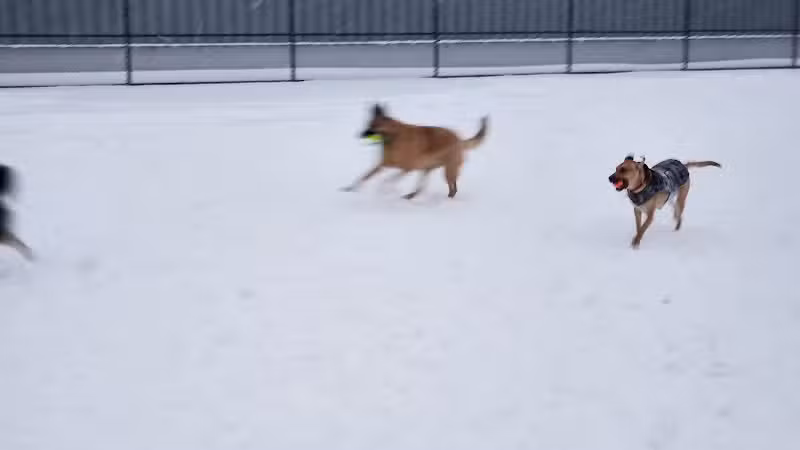Wyandotte Dog Park - Wyandotte,