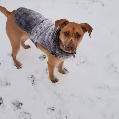 Wyandotte Dog Park - Wyandotte,