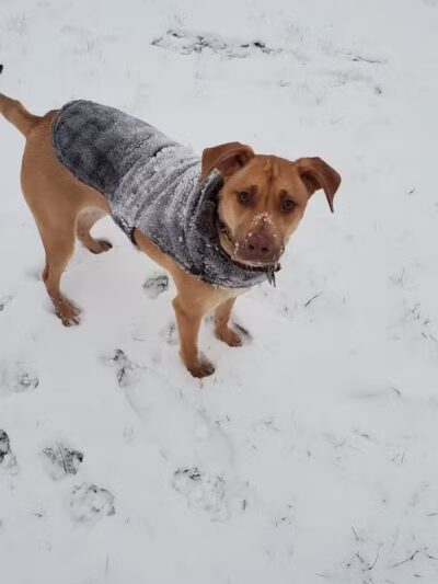 Wyandotte Dog Park - Wyandotte,