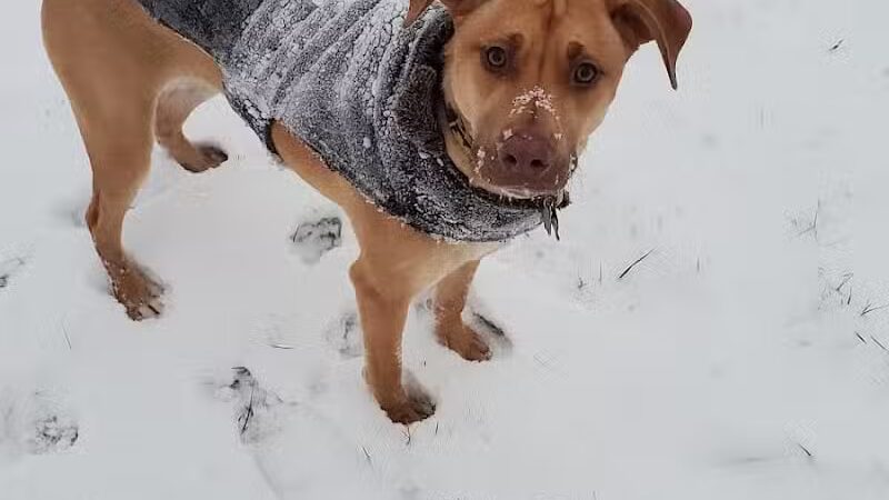 Wyandotte Dog Park - Wyandotte,