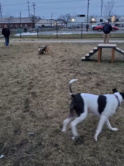 Wyandotte Dog Park - Wyandotte,