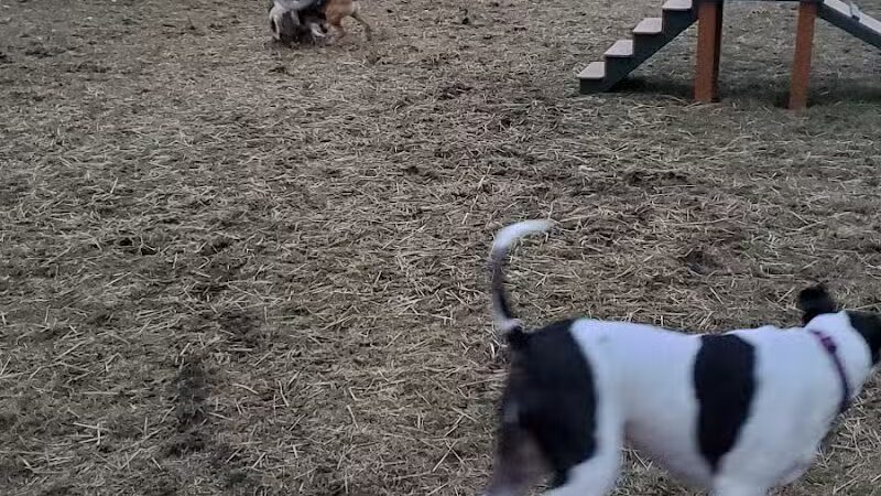 Wyandotte Dog Park - Wyandotte,