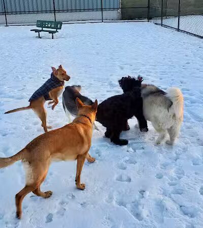 Wyandotte Dog Park - Wyandotte,