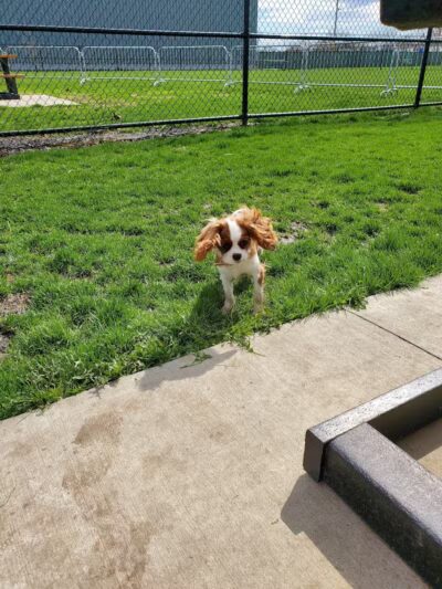 Wyandotte V.F.W. Park - Wyandotte,