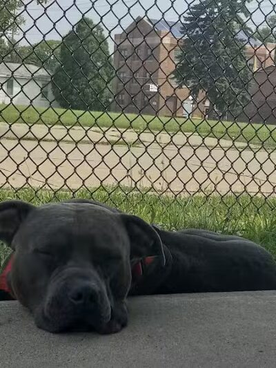 Wyandotte V.F.W. Park - Wyandotte,