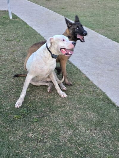 Prairie Tails Dog Park - Wylie, TX