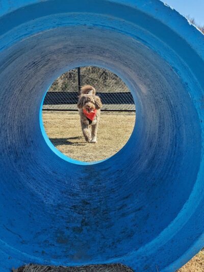 Prairie Tails Dog Park - Wylie, TX