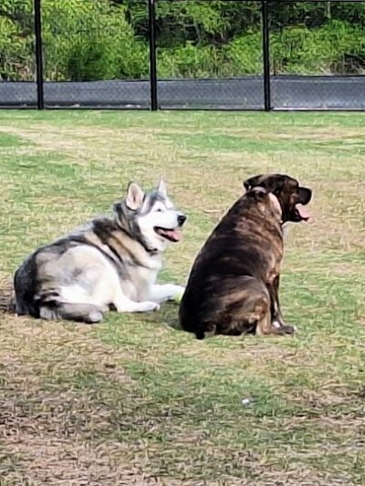 Prairie Tails Dog Park - Wylie, TX