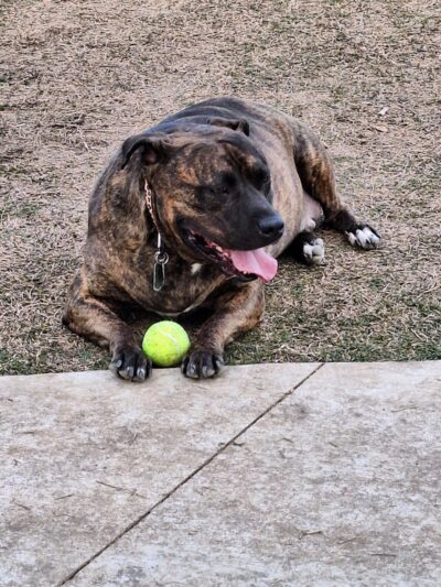 Prairie Tails Dog Park - Wylie, TX