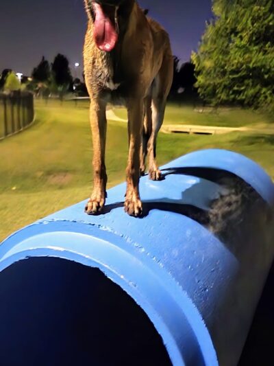 Prairie Tails Dog Park - Wylie, TX