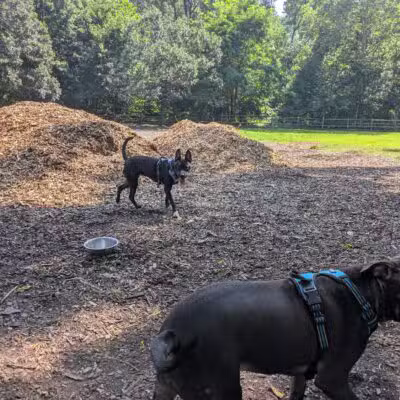 Curtis Dog Park - Wyncote, PA