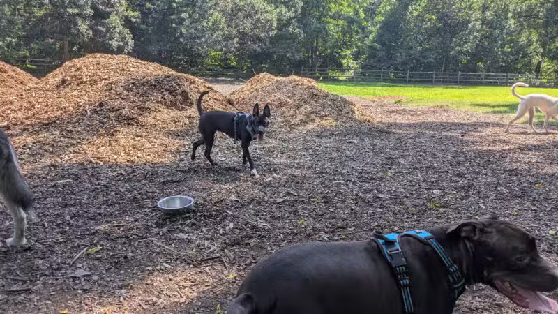 Curtis Dog Park - Wyncote, PA