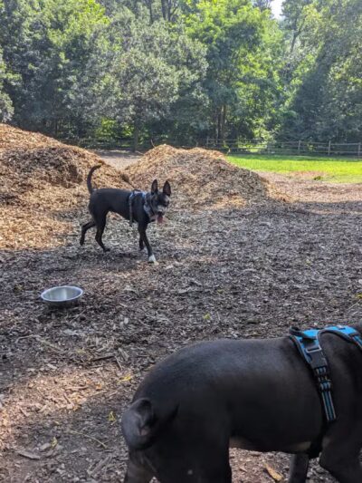 Curtis Dog Park - Wyncote, PA
