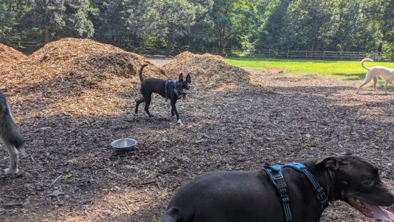 Curtis Dog Park - Wyncote, PA