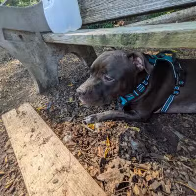 Curtis Dog Park - Wyncote, PA
