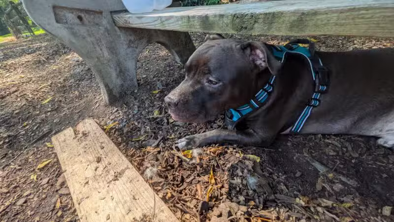 Curtis Dog Park - Wyncote, PA