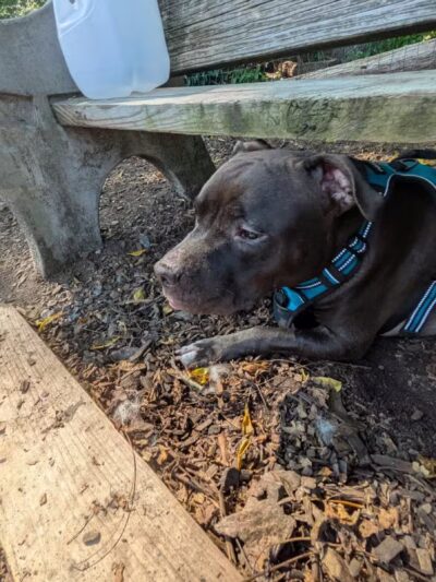 Curtis Dog Park - Wyncote, PA