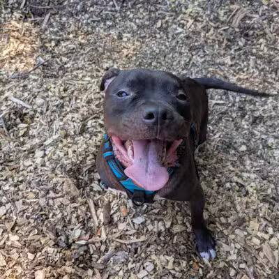 Curtis Dog Park - Wyncote, PA