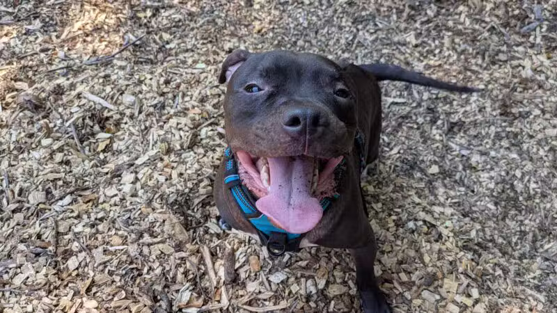 Curtis Dog Park - Wyncote, PA