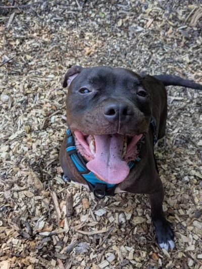 Curtis Dog Park - Wyncote, PA