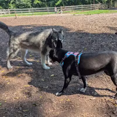 Curtis Dog Park - Wyncote, PA