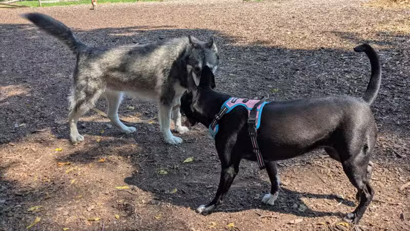 Curtis Dog Park - Wyncote, PA