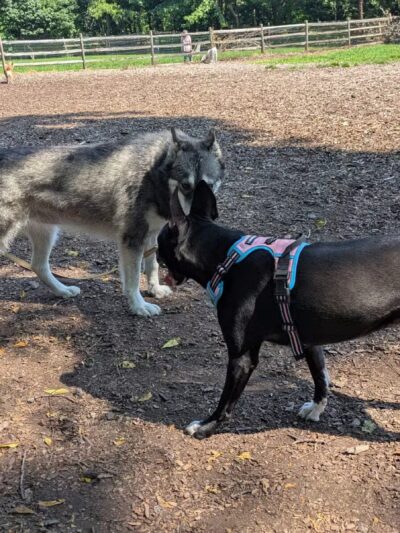 Curtis Dog Park - Wyncote, PA