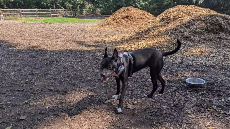 Curtis Dog Park - Wyncote, PA