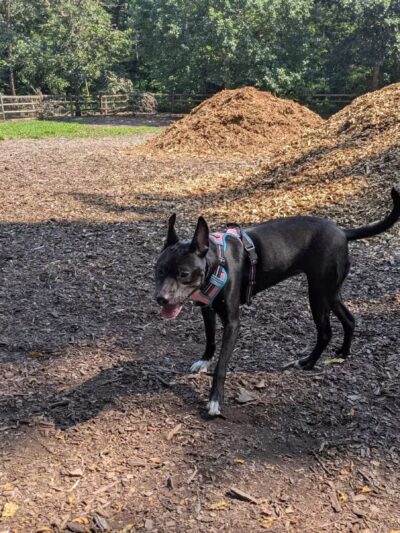 Curtis Dog Park - Wyncote, PA