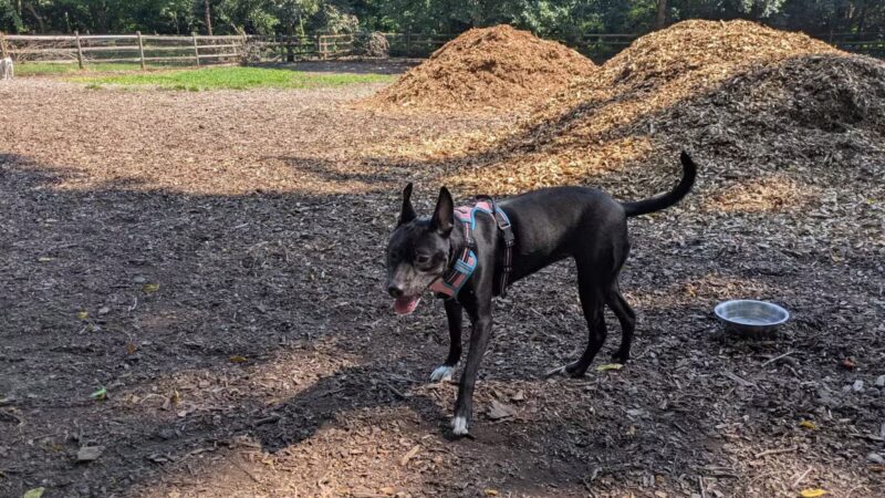 Curtis Dog Park - Wyncote, PA